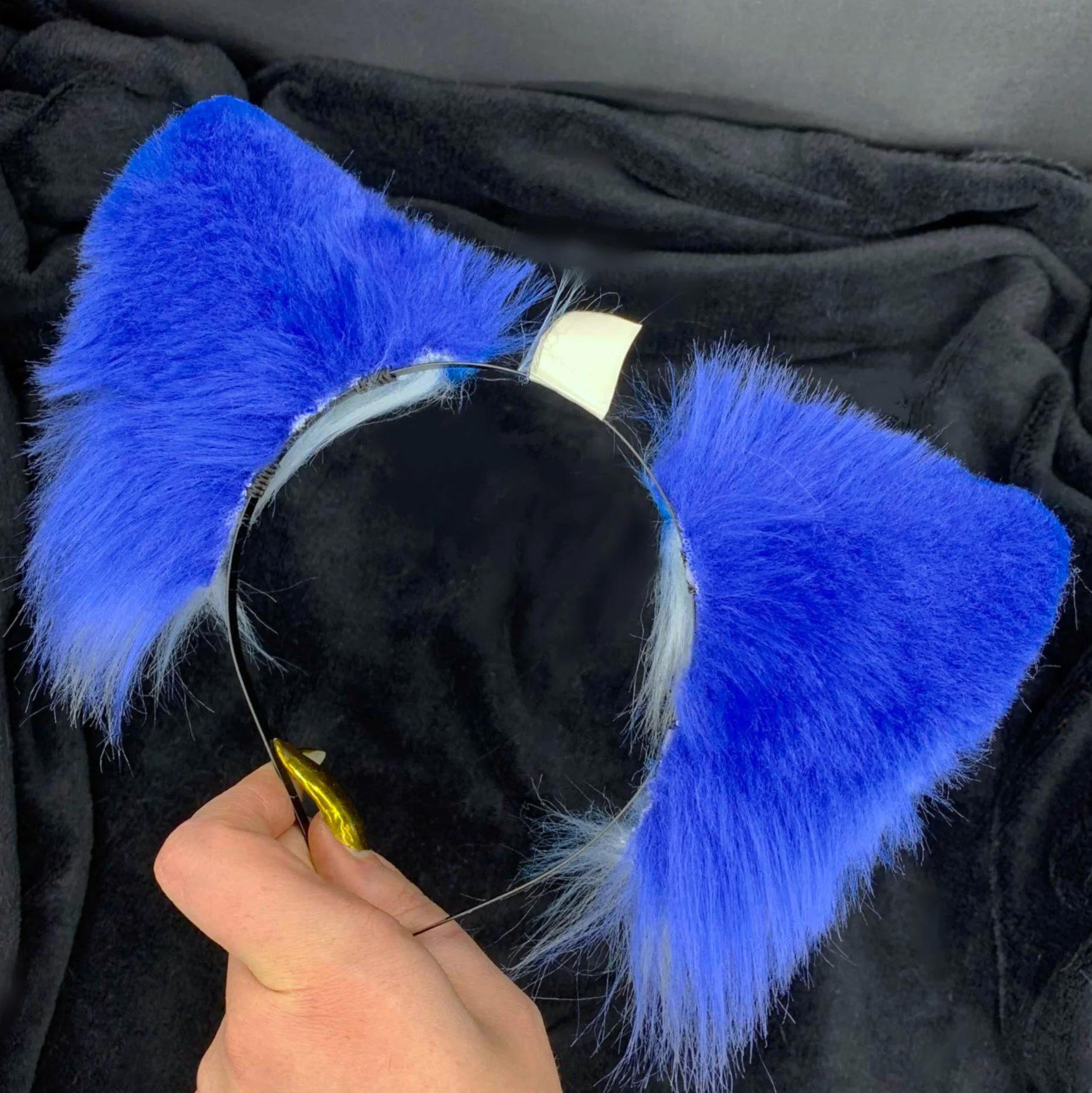 Blue wolf 4.jpg