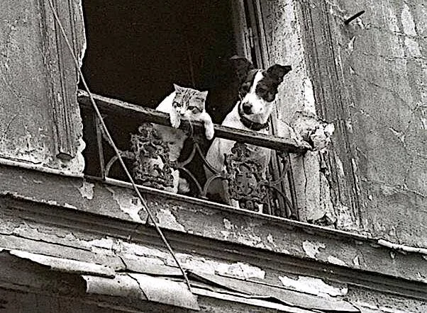 Interspecies Friendships Unexpected Pairings