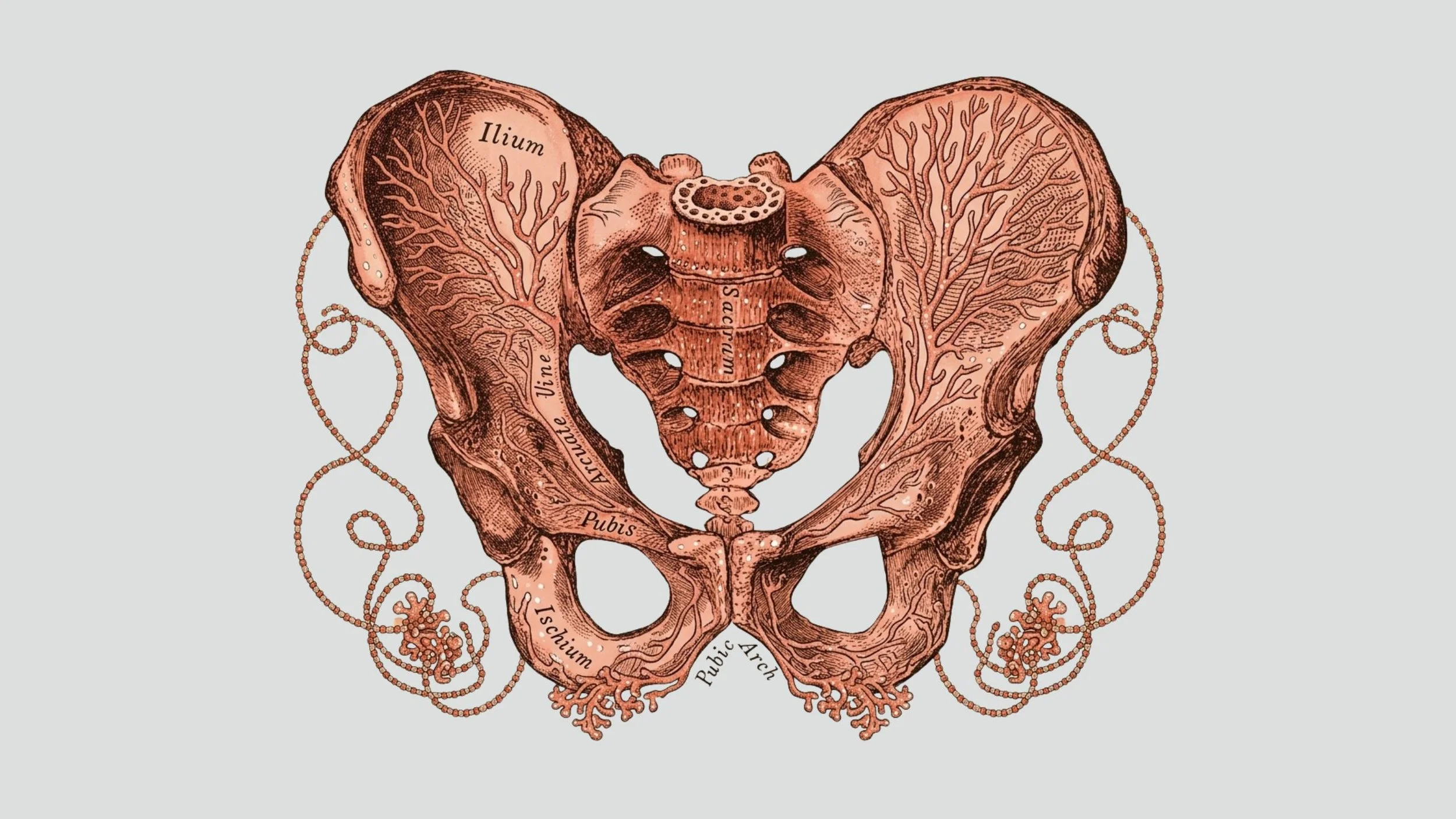Feldenkrais Awareness Through Movement Pelvic Floor