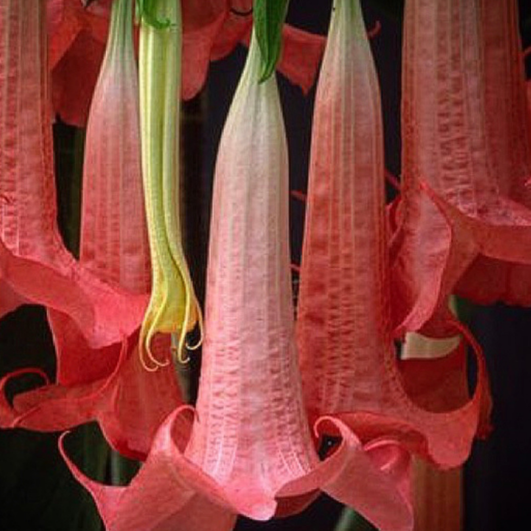 The Breath You Aren't Breathing 