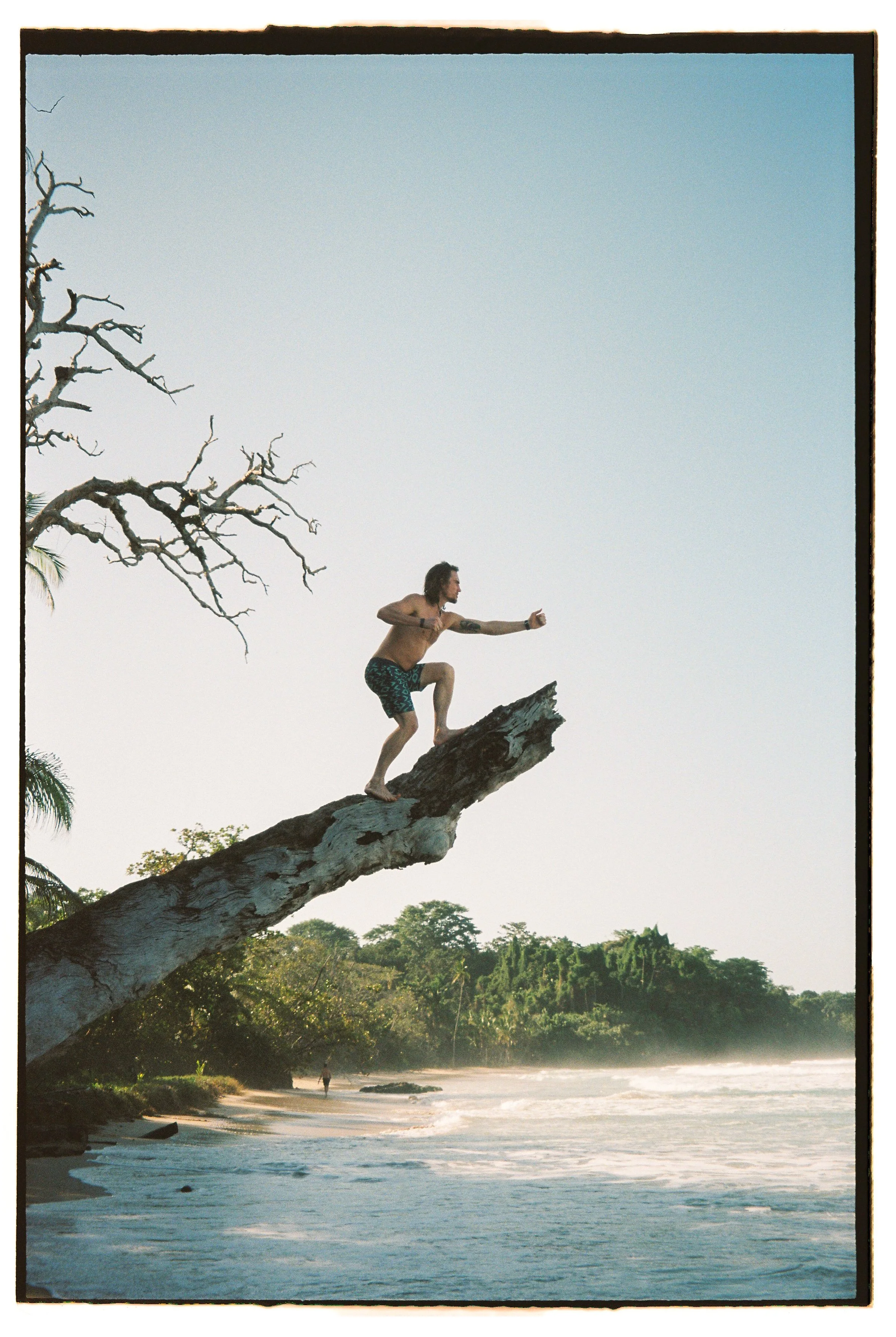 cole warrior of the palm .jpg