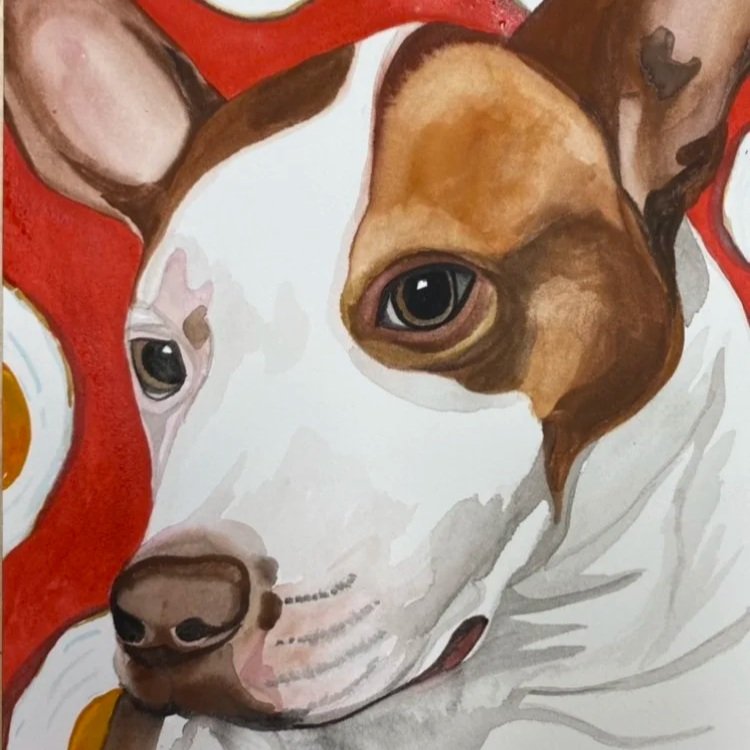 Pet Portraits