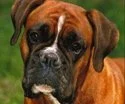 Close-up of a Boxer dog with a brown coat and expressive eyes