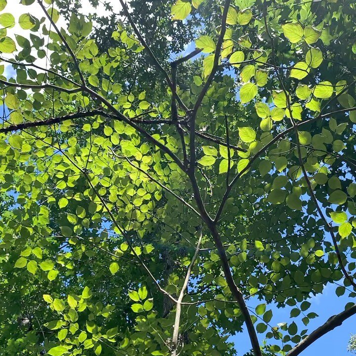 I grew up on Dogwood Drive and attended Dogwood Elementary, yet could not identify a Dogwood Tree!  Lo and behold a young Dogwood sits right under my nose at my parents house!  So many interesting trees in NY, does anyone have any other good resource