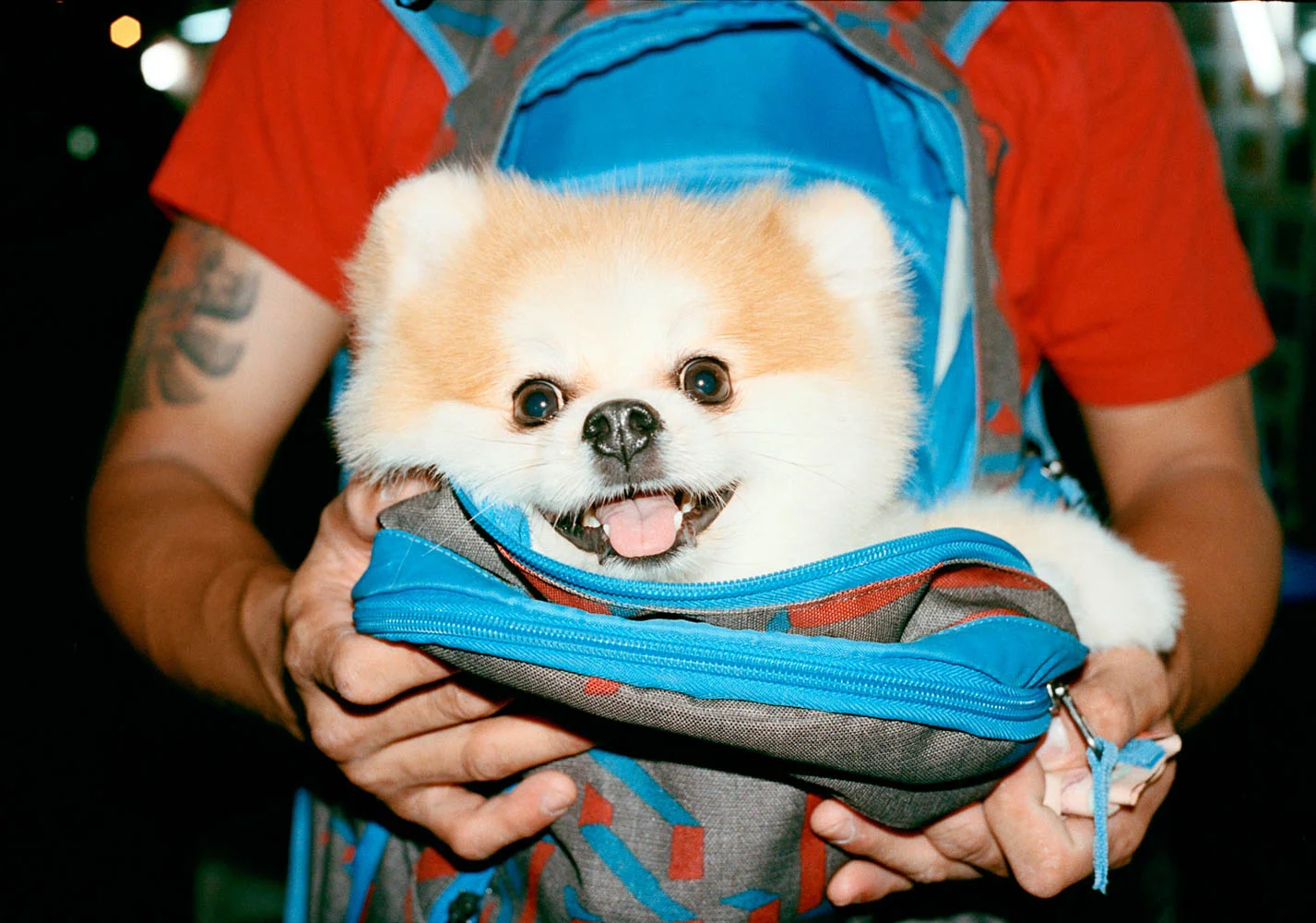 02_BackpackPooch.jpg