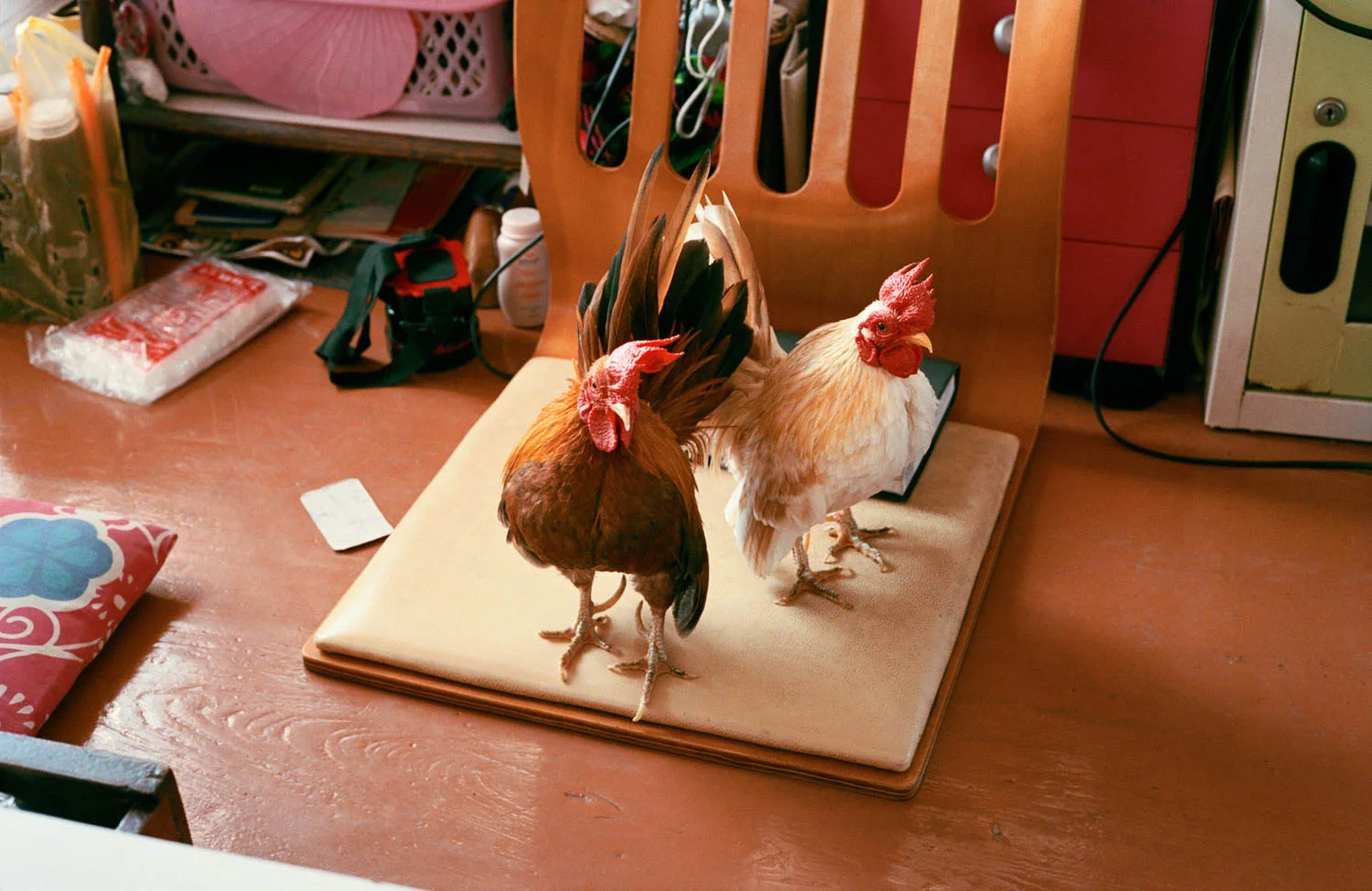 20_HouseChickens.jpg