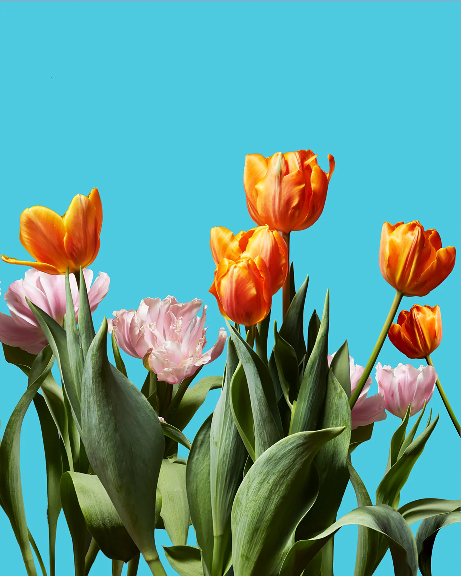 tullips.jpg