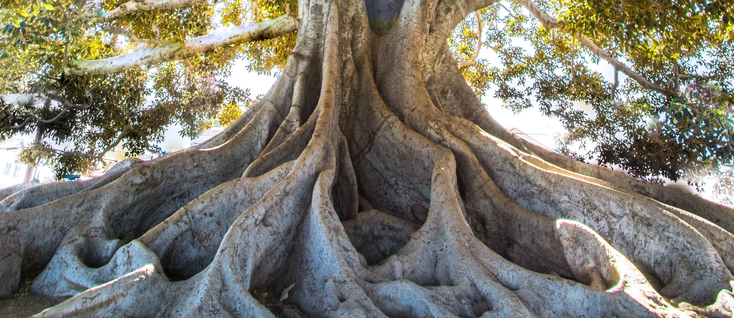Paul is reminding Timothy to abide in the Word he has learned, live by it, be firmly rooted and grounded in it, knowing from whom he learned them.