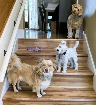 Callie, Sully, Bunny.jpg