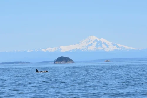 DSC_3533.jpg