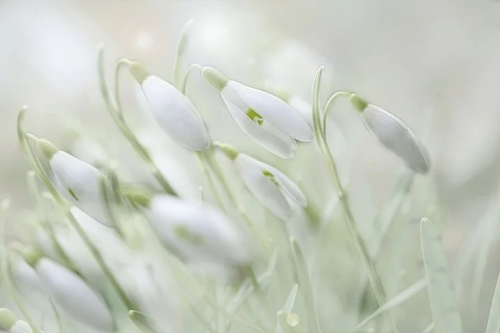 snowdrop-4875870__480.jpg