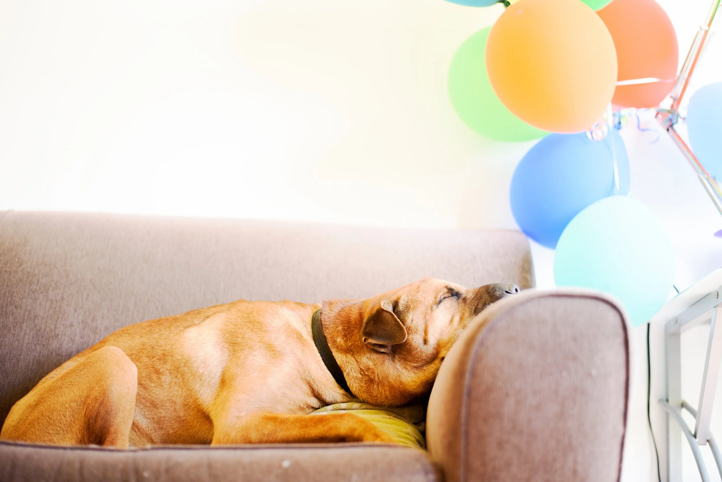 sophie-elvis-709118-unsplash.jpg