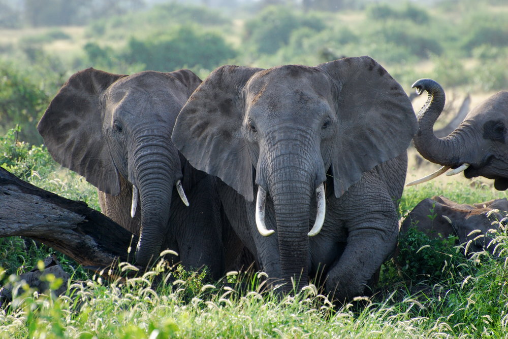 Elephant Product Section- WWF (C) Krista Lyons.jpg