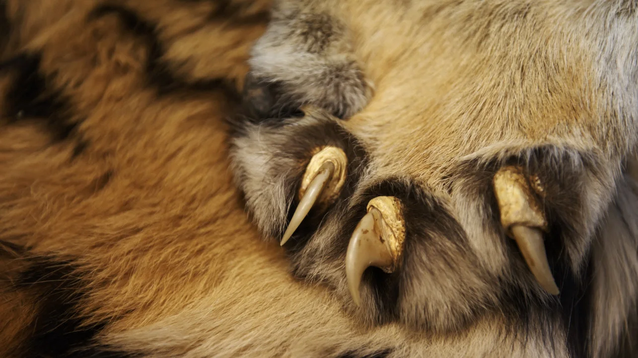 Coalition to End Wildlife Trafficking Online