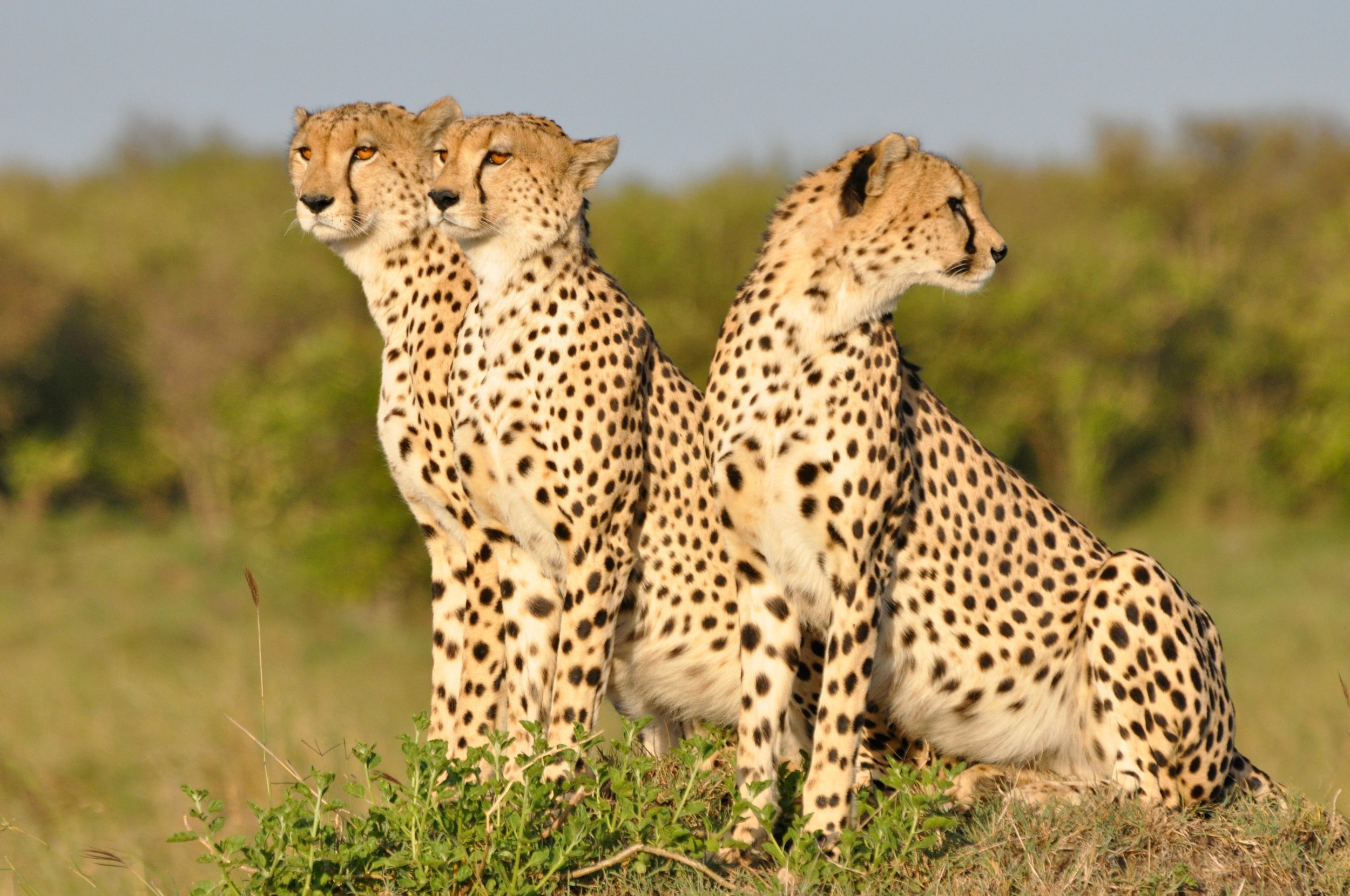 Cheetah - Ruth Weinstein - WWFUS.jpg