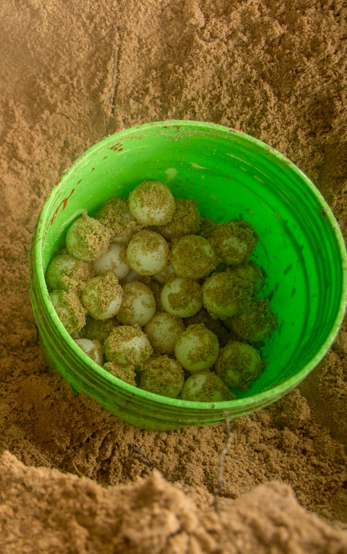 Sea turtle eggs - Georgina Goodwin - Shoot the Earth - WWF UK.jpg