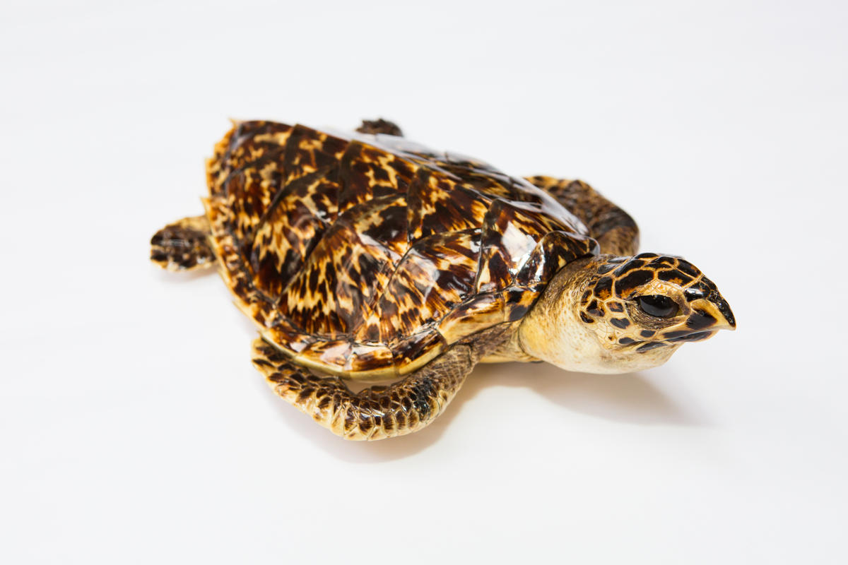 Sea turtle taxidermy - WWFUS - Keith Arnold.jpg