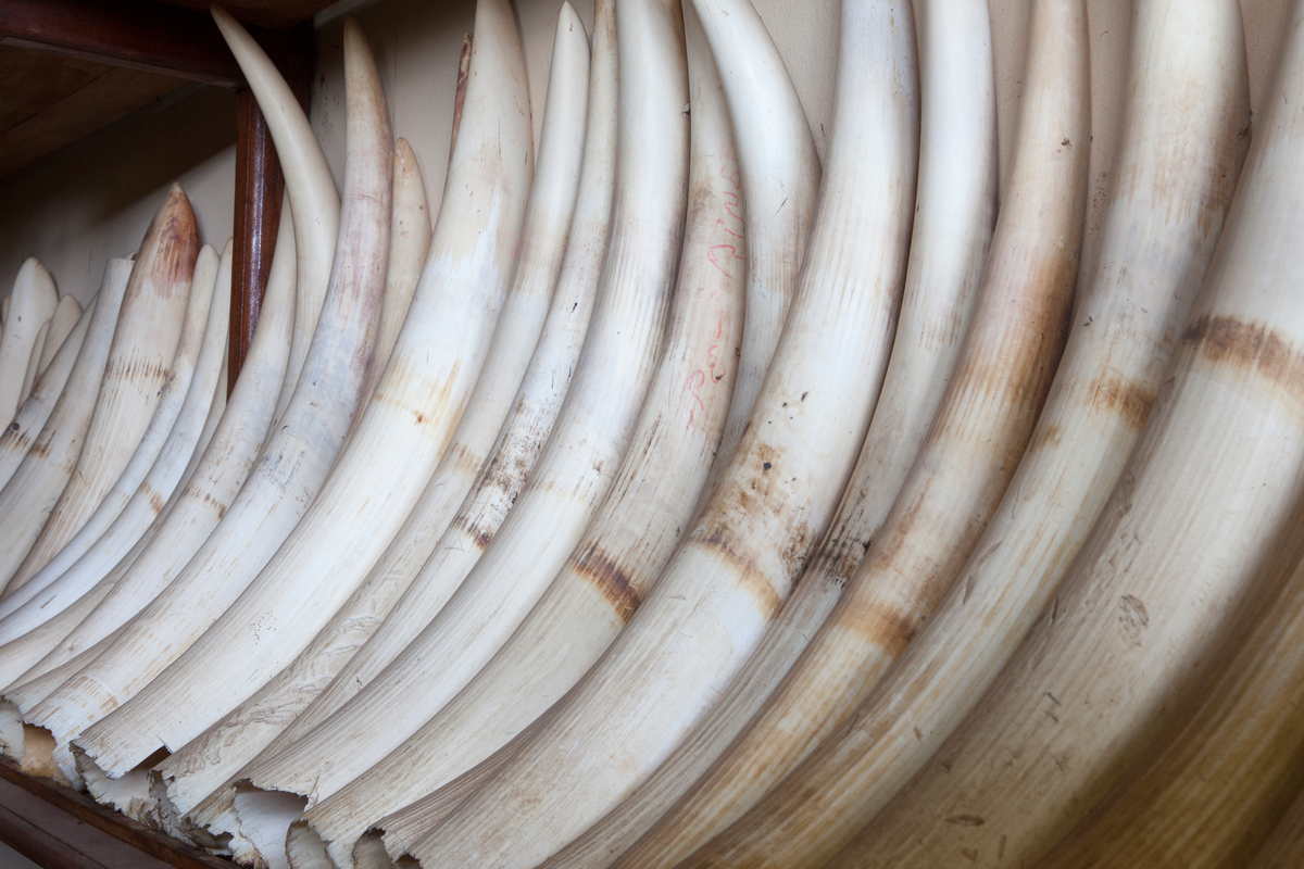 Raw ivory - WWF - Mike Goldwater.jpg