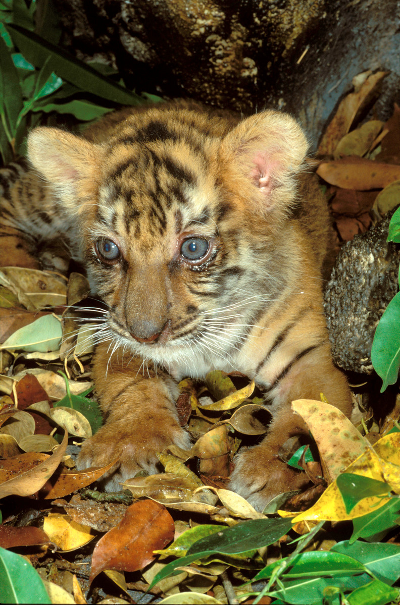 Tiger cub - Martin Harvey - WWF.jpg
