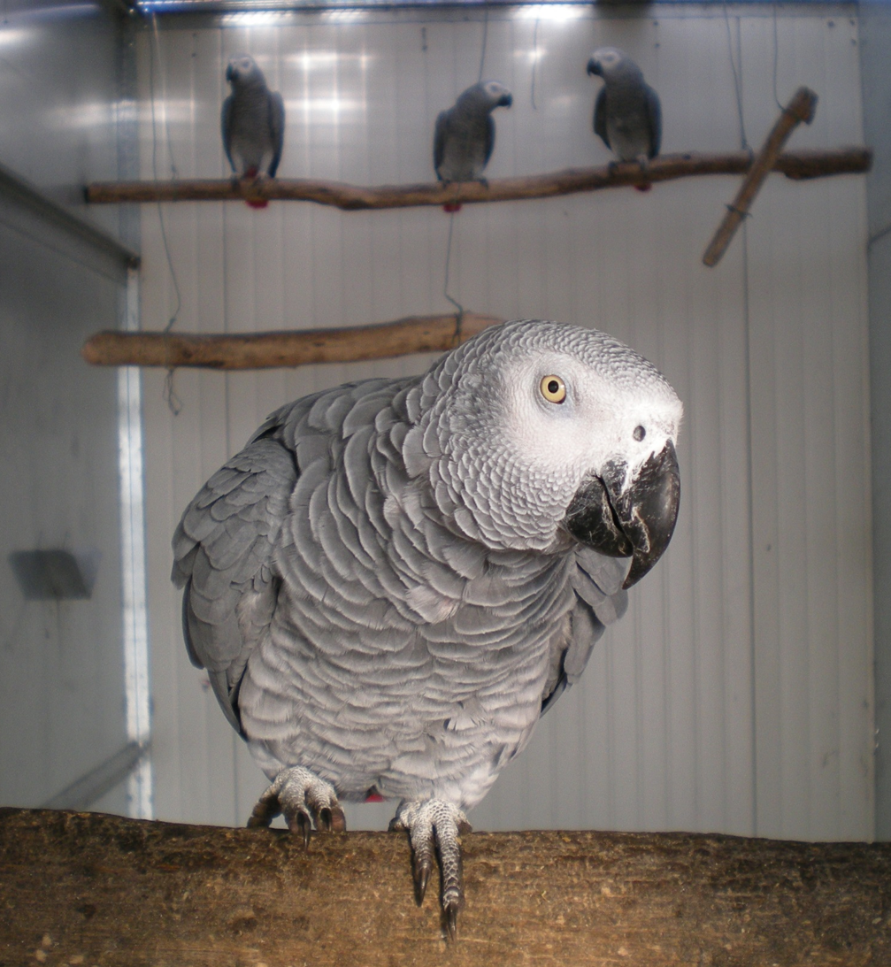 CITES Species - African Grey Parrot.png