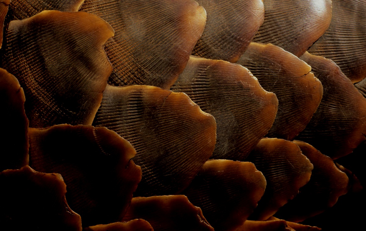 Pangolin+Scales+-+imageBROKER+-+Alamy+Stock+Photo.jpg