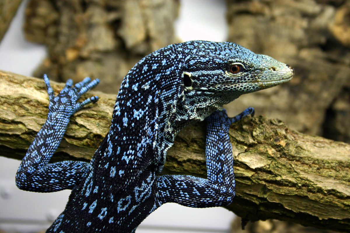 Monitor Lizard - WWF - Lutz Obelgonner.jpg