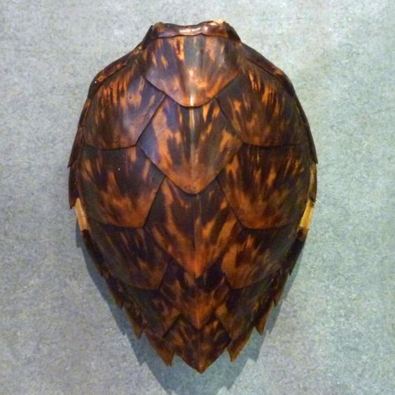 Sea turtle shell - Pinterest.jpg