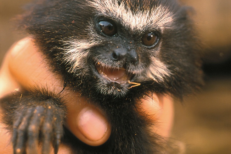 Tamarin - Eduardo Ruiz - WWF.jpg