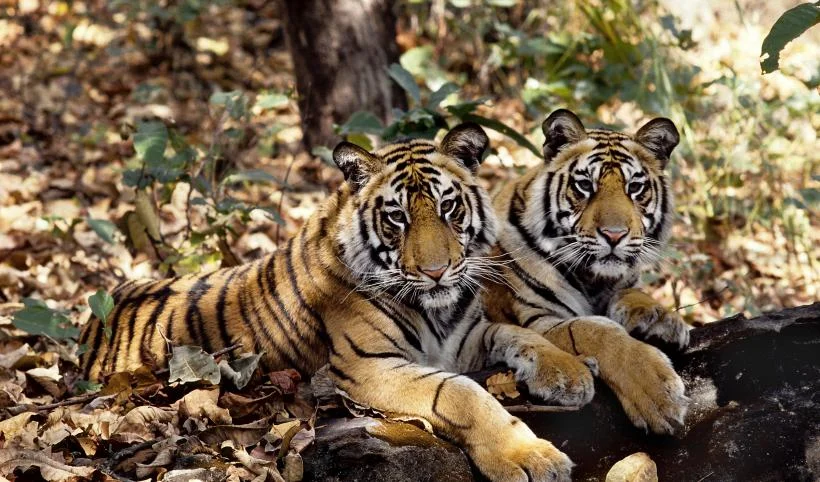 tiger OLX.jpg