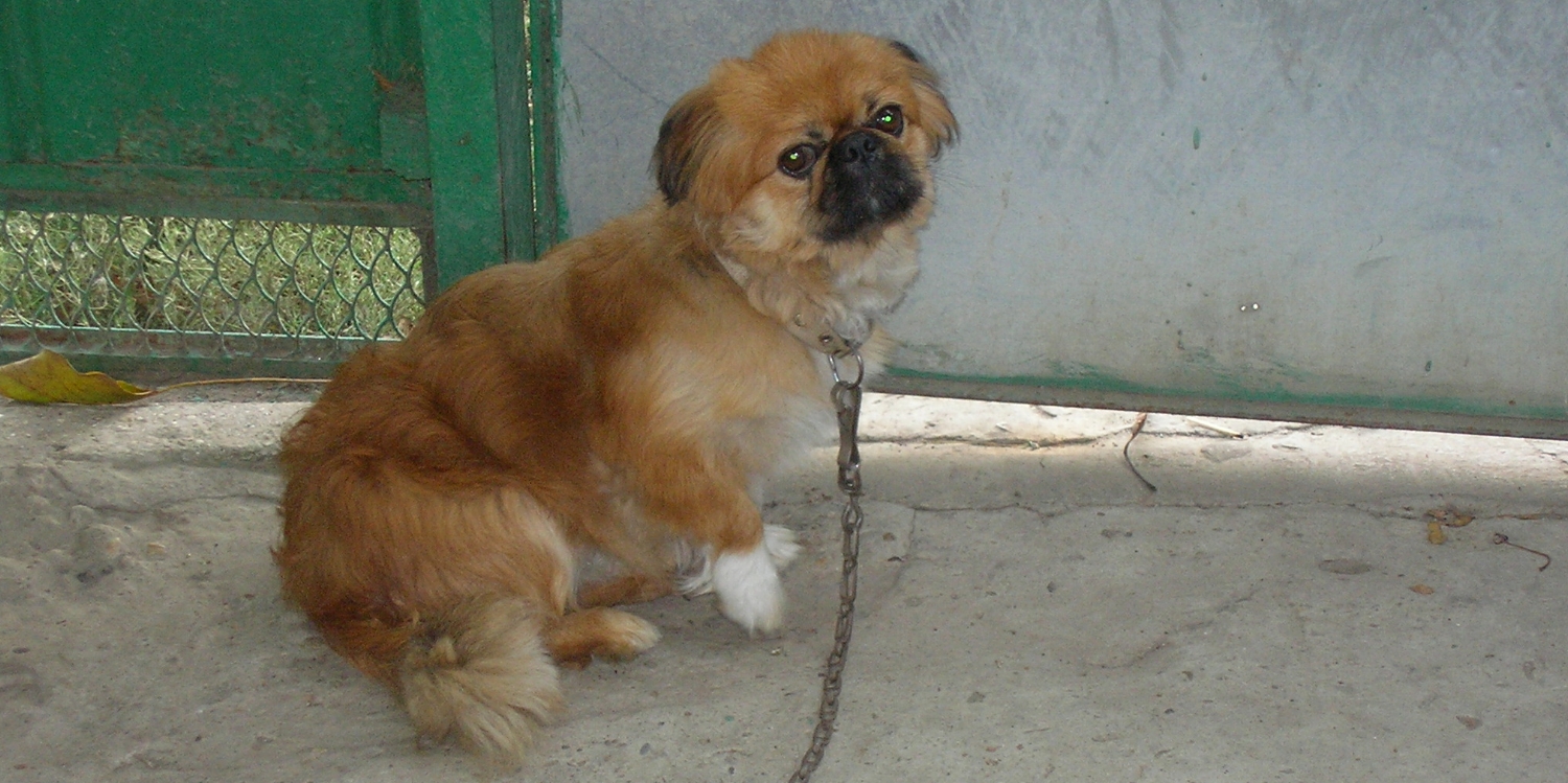 lulu_image_2.jpeg