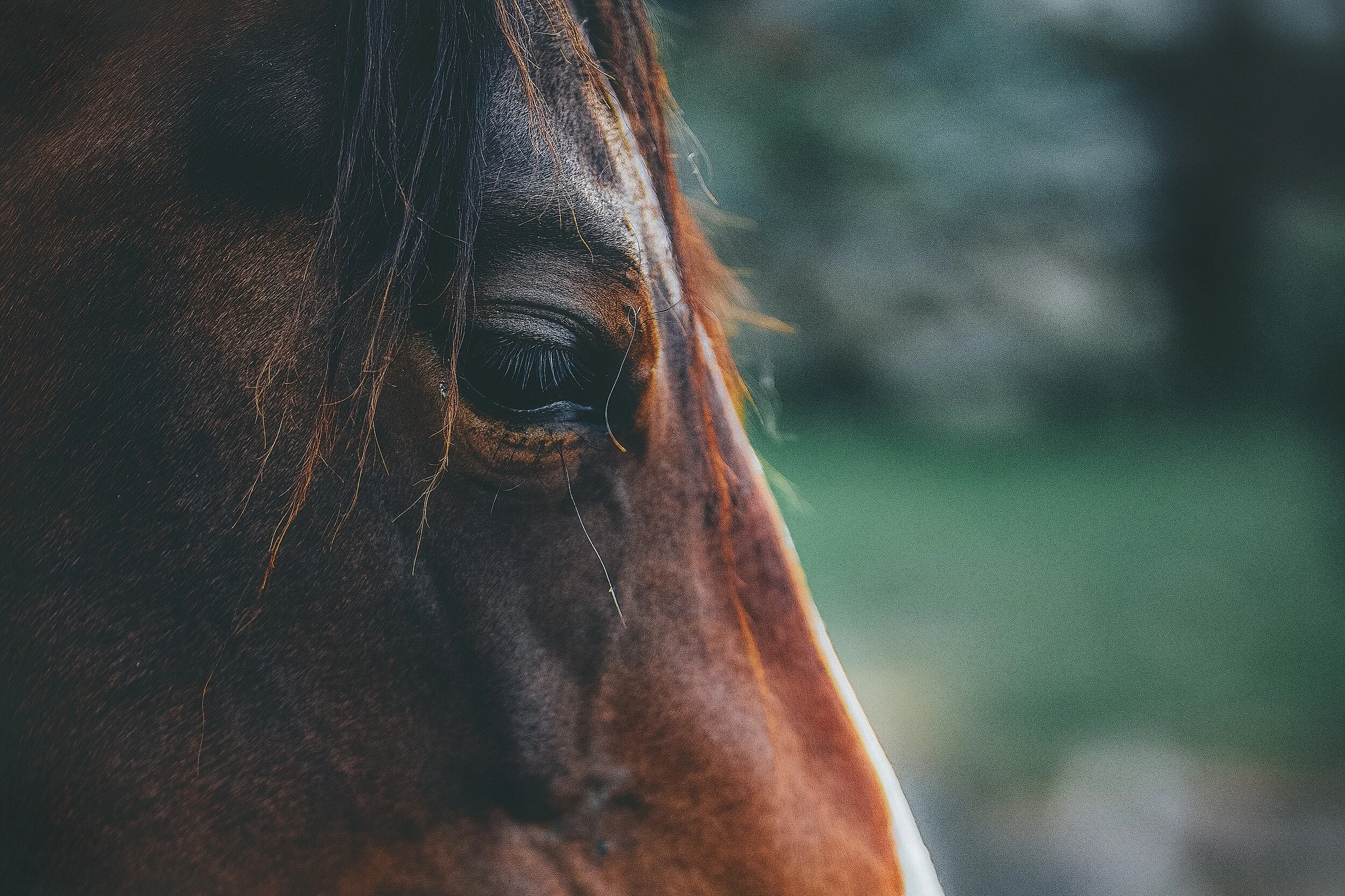animal-close-up-equine-1411709.jpg