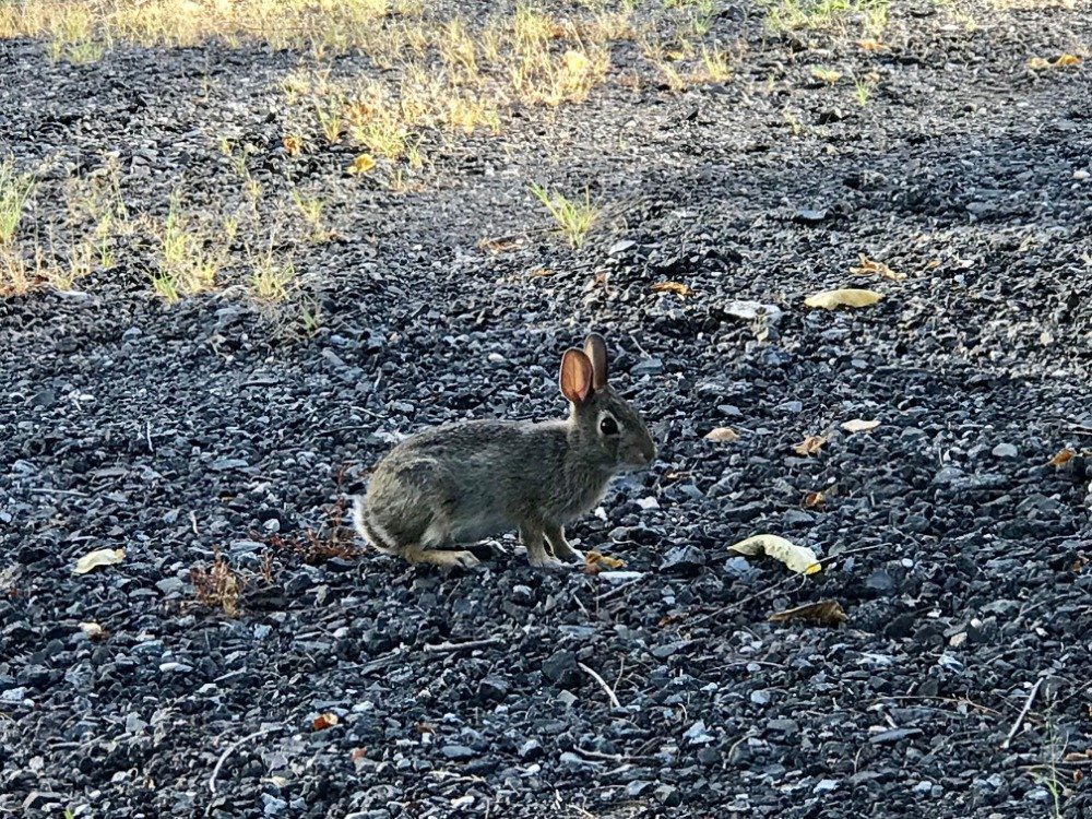Small bunny in the driveway next to me.