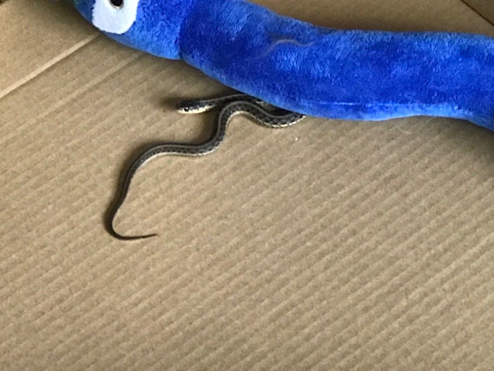 A small garter snake found in the playpen next to an inquisitive cat who was showing me what she caught.