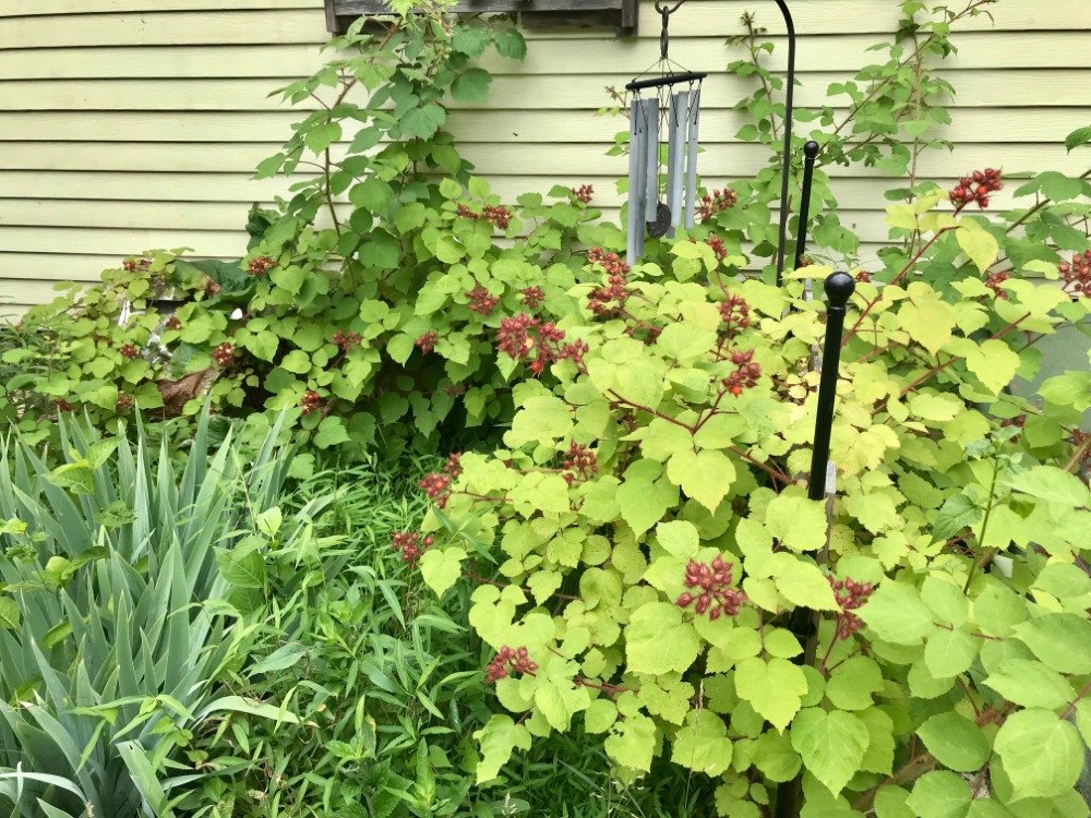 A small vine from last year has grown into a very successful raspberry bush by giving it a fence to grow upon.