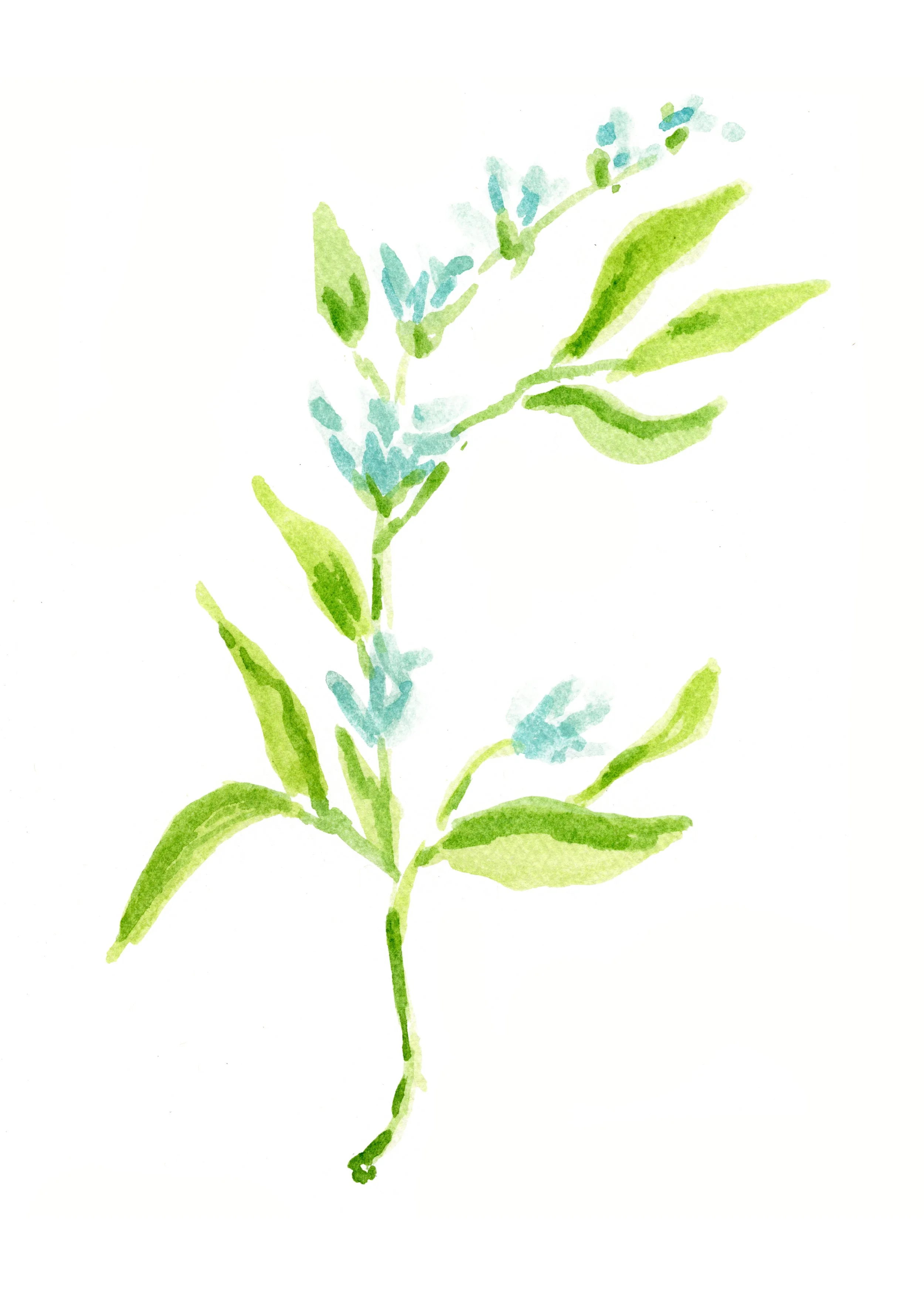 Blue Flower Stem.jpg