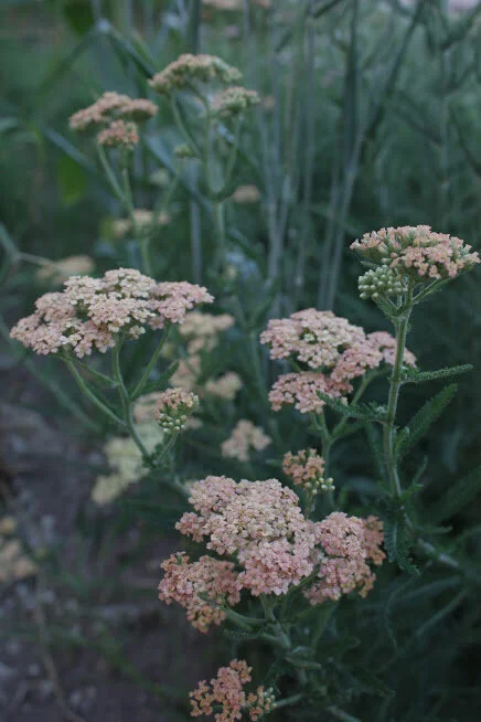 Working with the Fawn Response