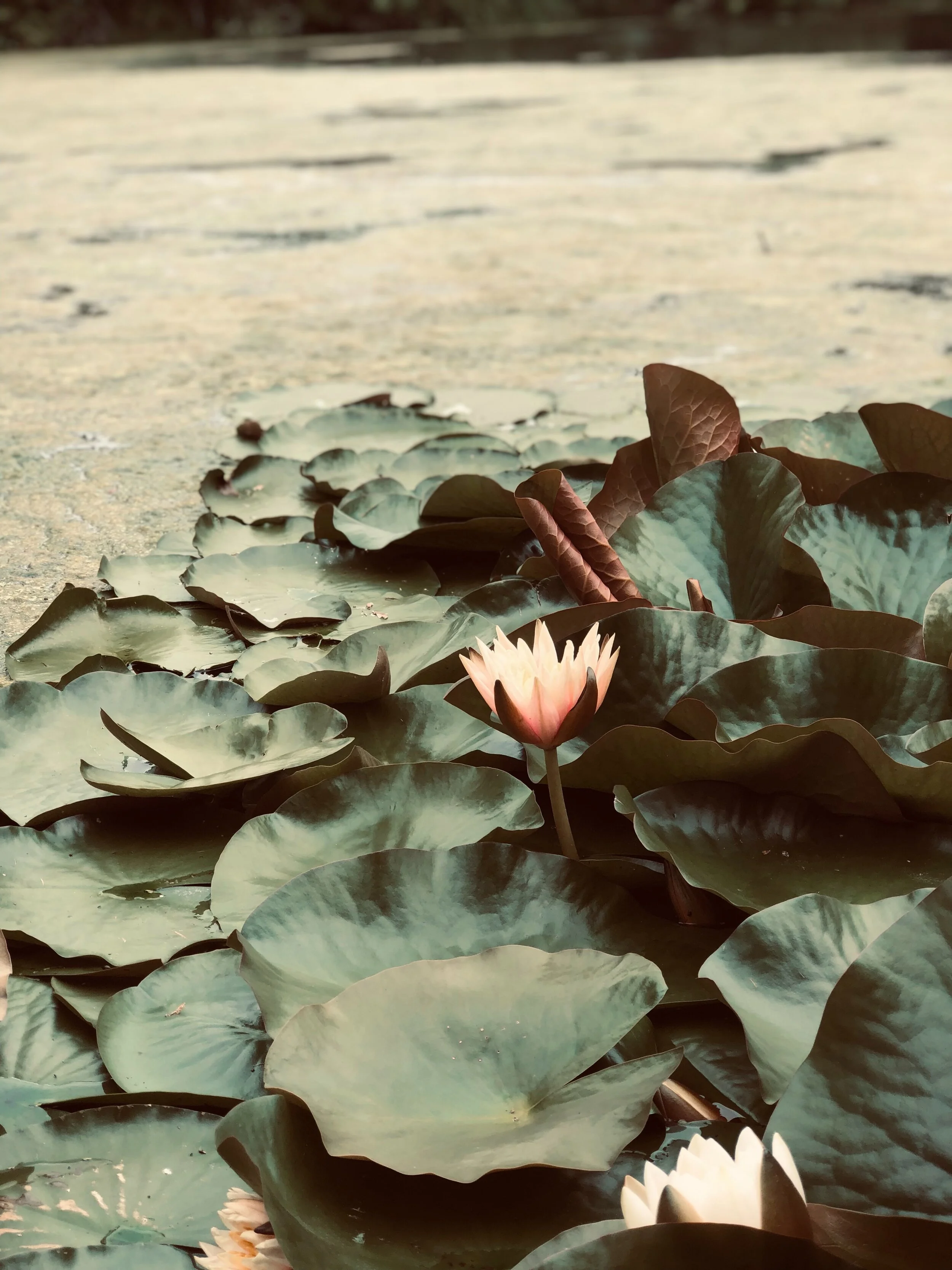 Mythbusting "Regulation" and Orienting Towards Pleasure