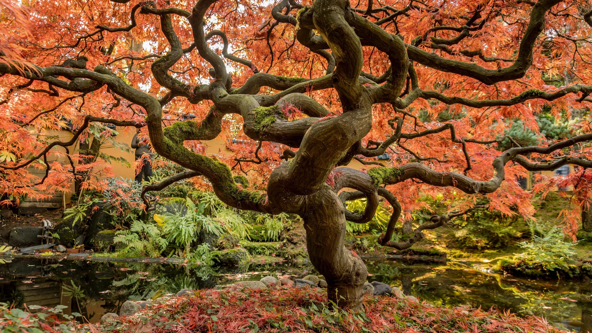 Somatics &amp; Mysticism