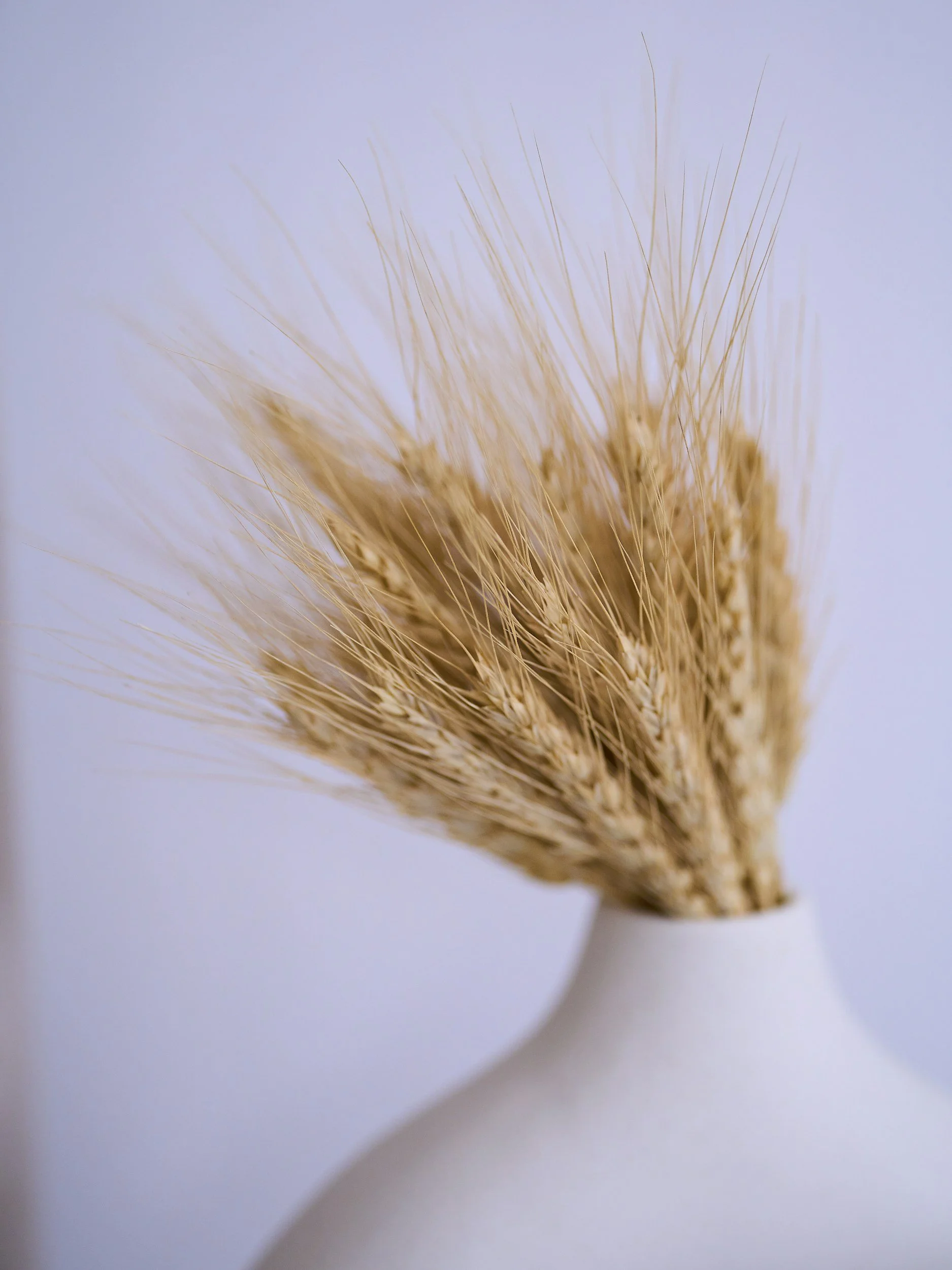 How Gluten Sensitivity &amp; Inflammation Impact Digestive &amp; Reproductive Health