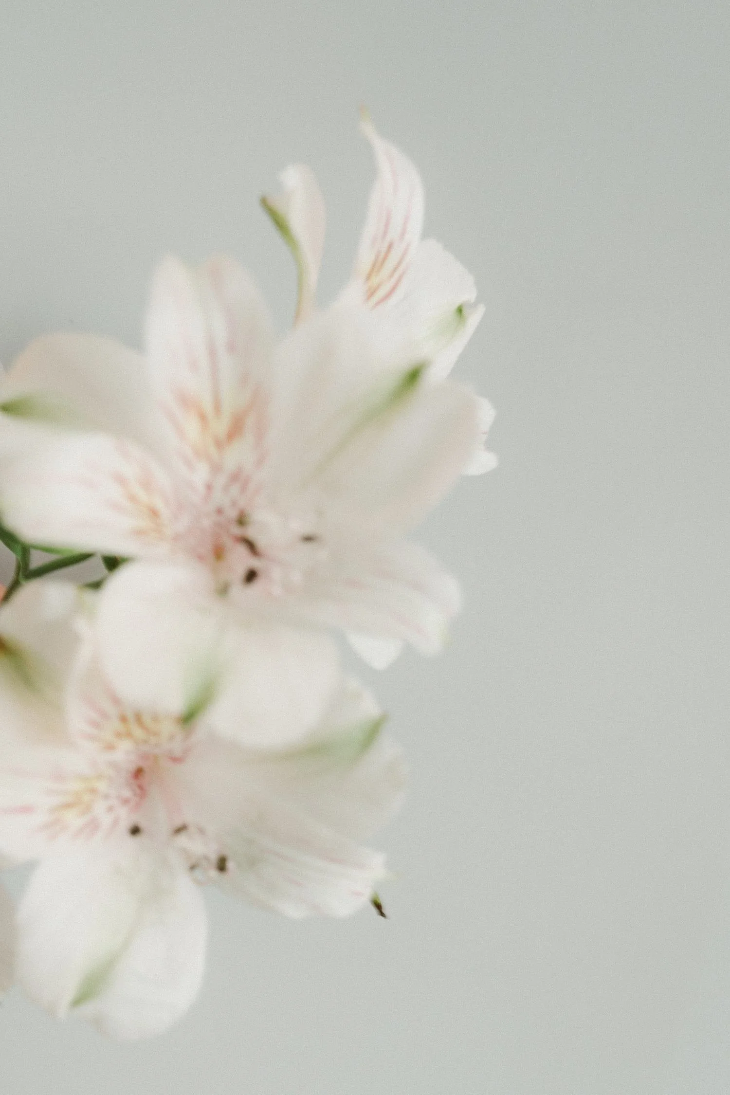 Close-up of white alstroemeria flowers against a soft grey background