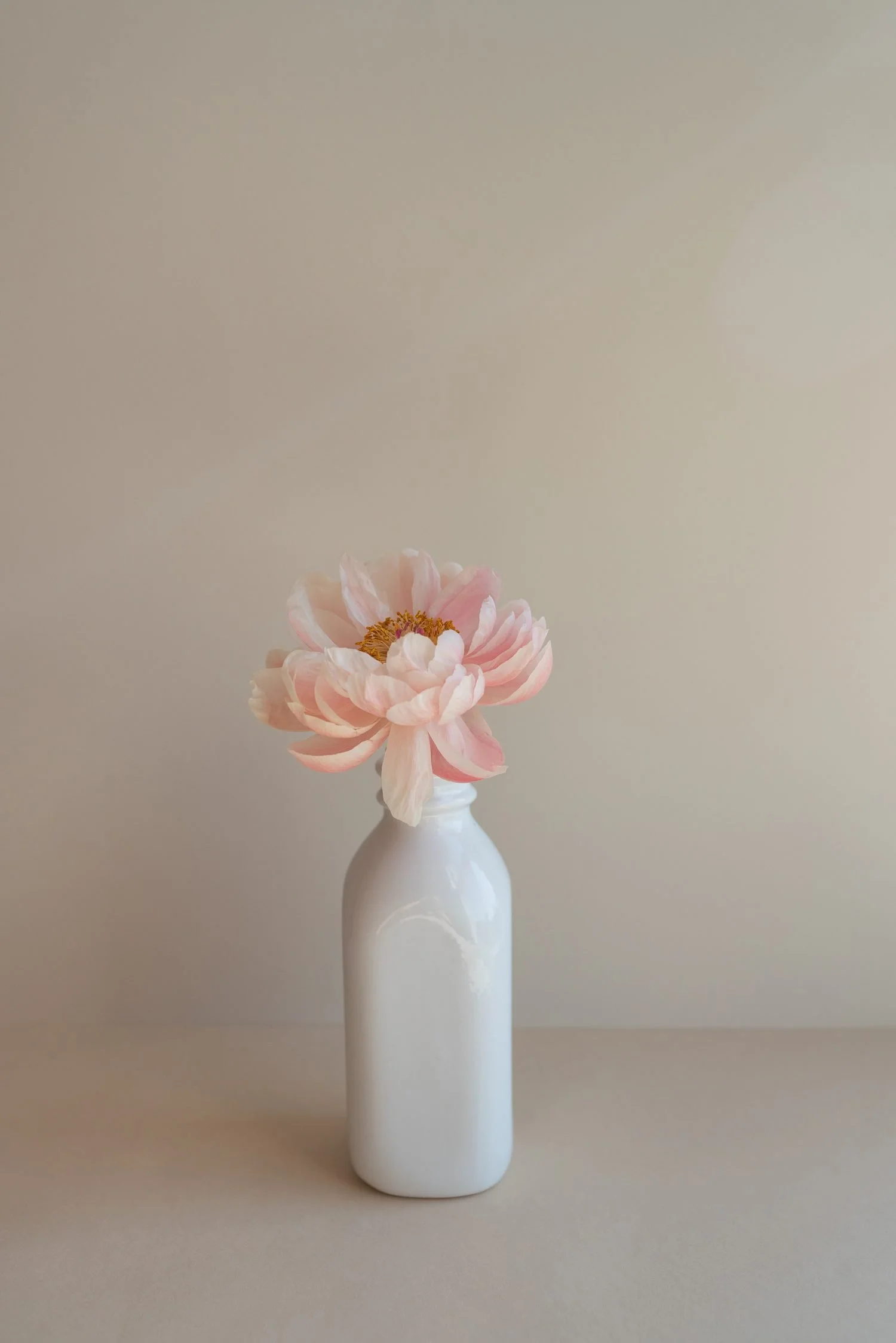 A single pink peony in a small white bud vase against a neutral background