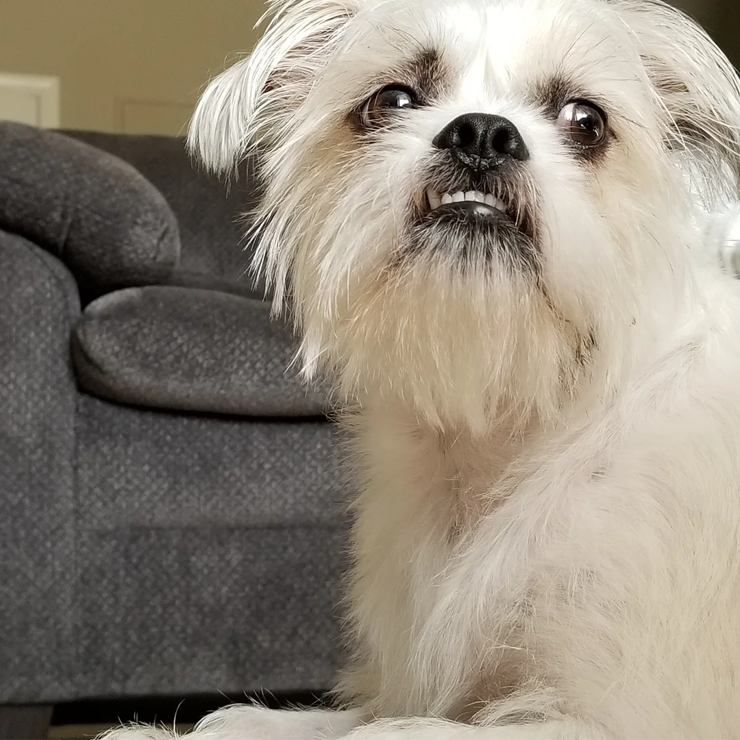 Flash Underbite.jpg