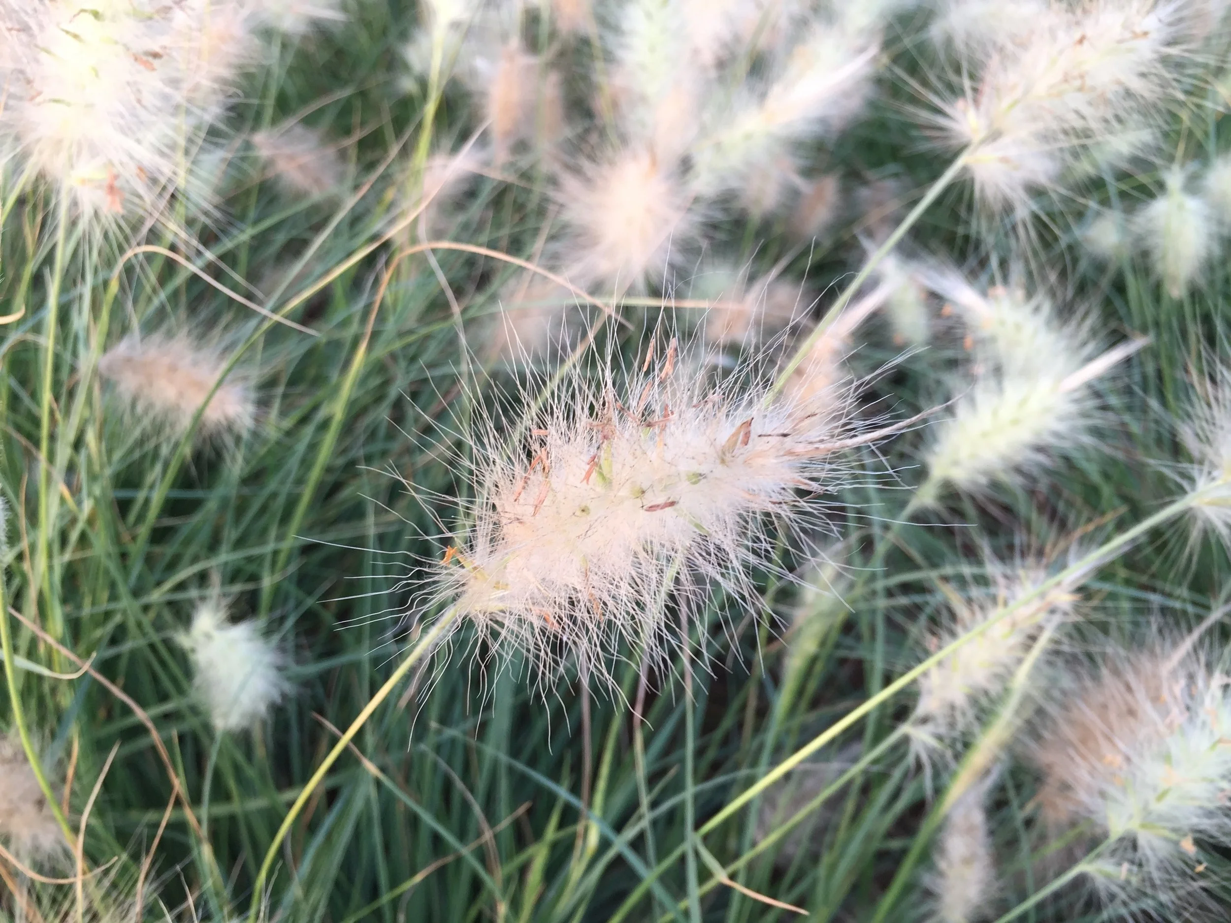 3779BE2D-3240-4D08-9400-073784630238.jpeg