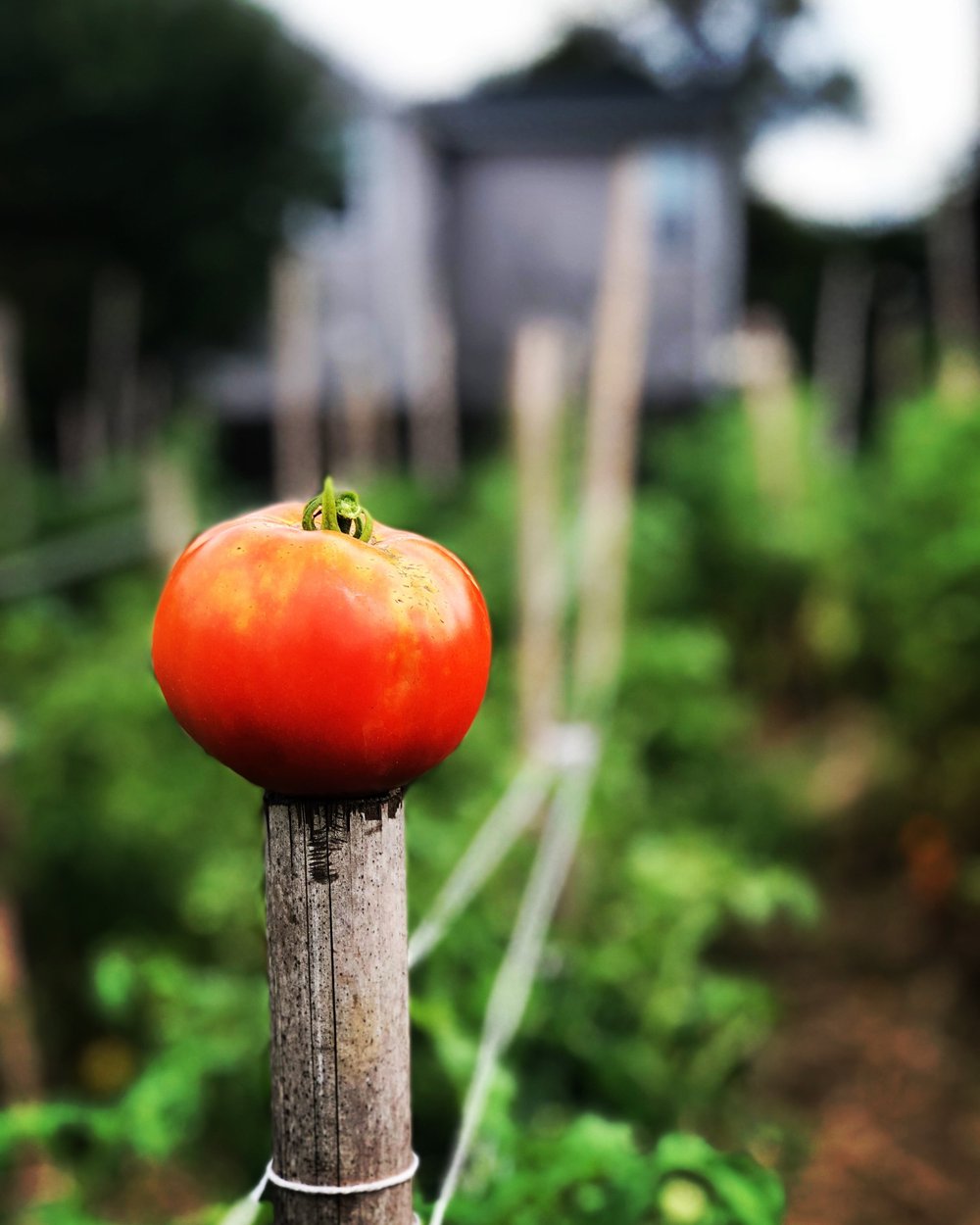 Apple Street Kitchen Farm to Table Restaurant