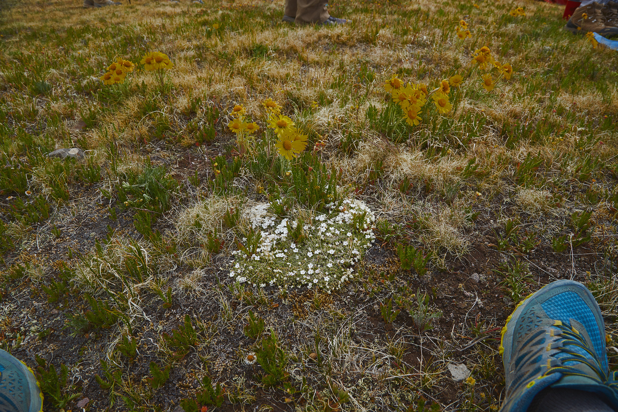 Colorado_Trail_0544.jpg