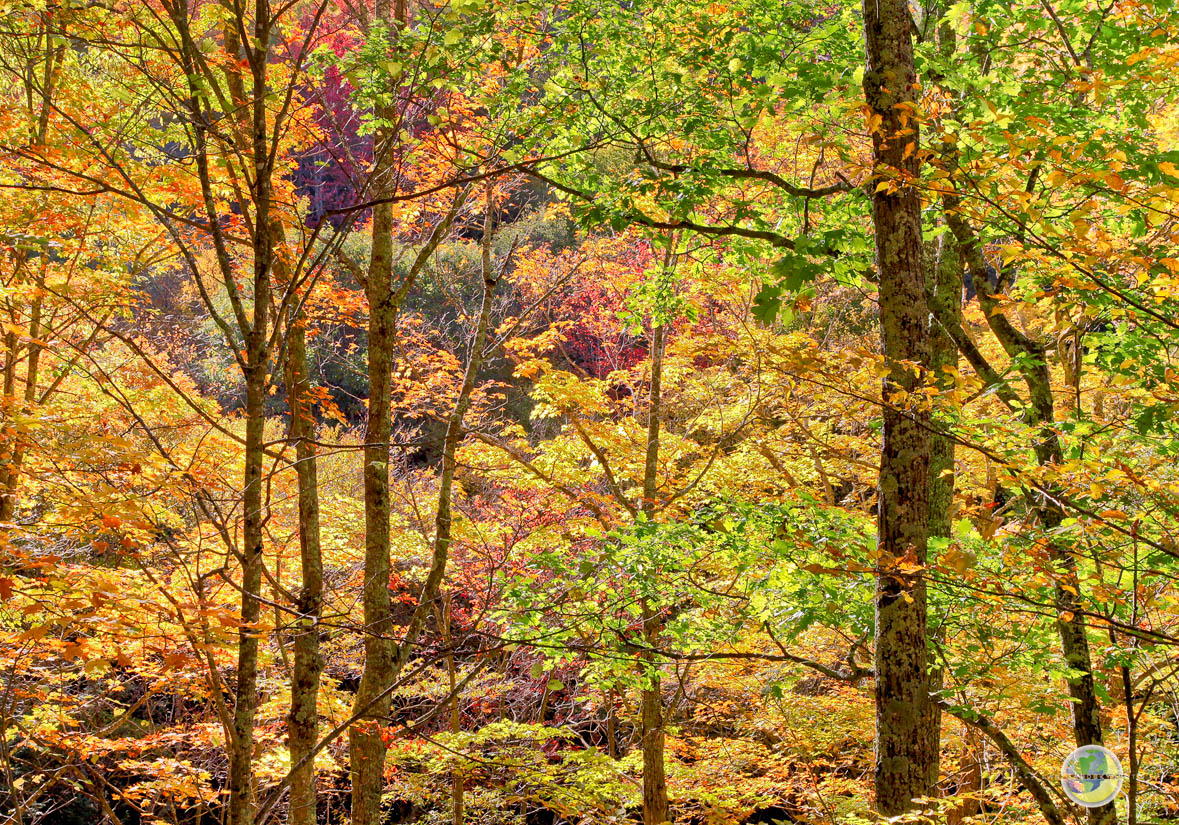 Autumn's Brilliance