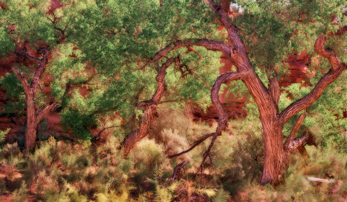 Glowing Cottonwoods of Chinle Wash