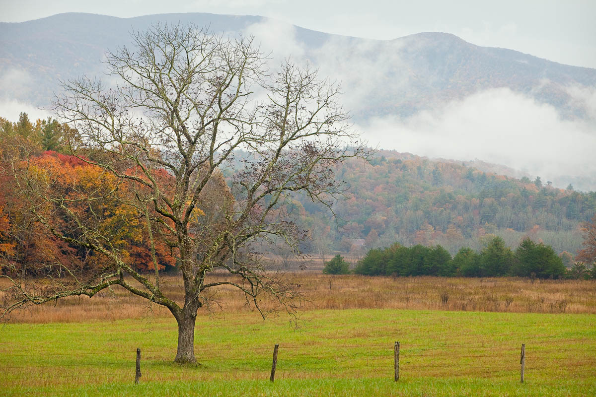 Cades Cove Tree in Fog