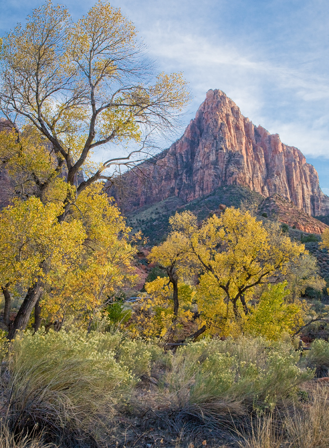 Cottonwoods and Watchman