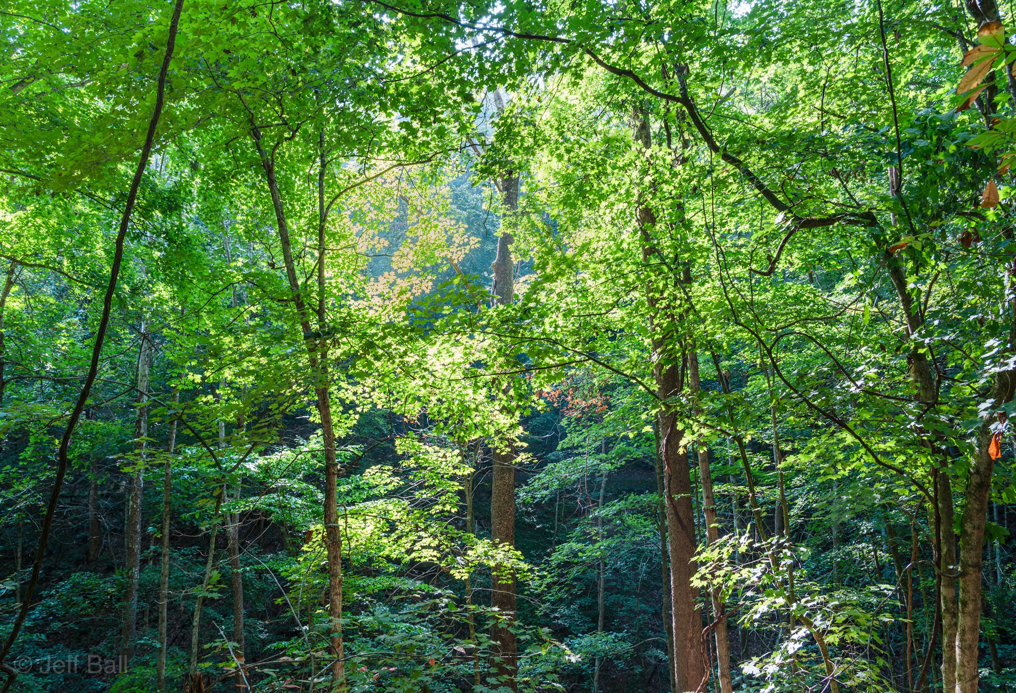 Lost Trail light at Beech Fork State Park